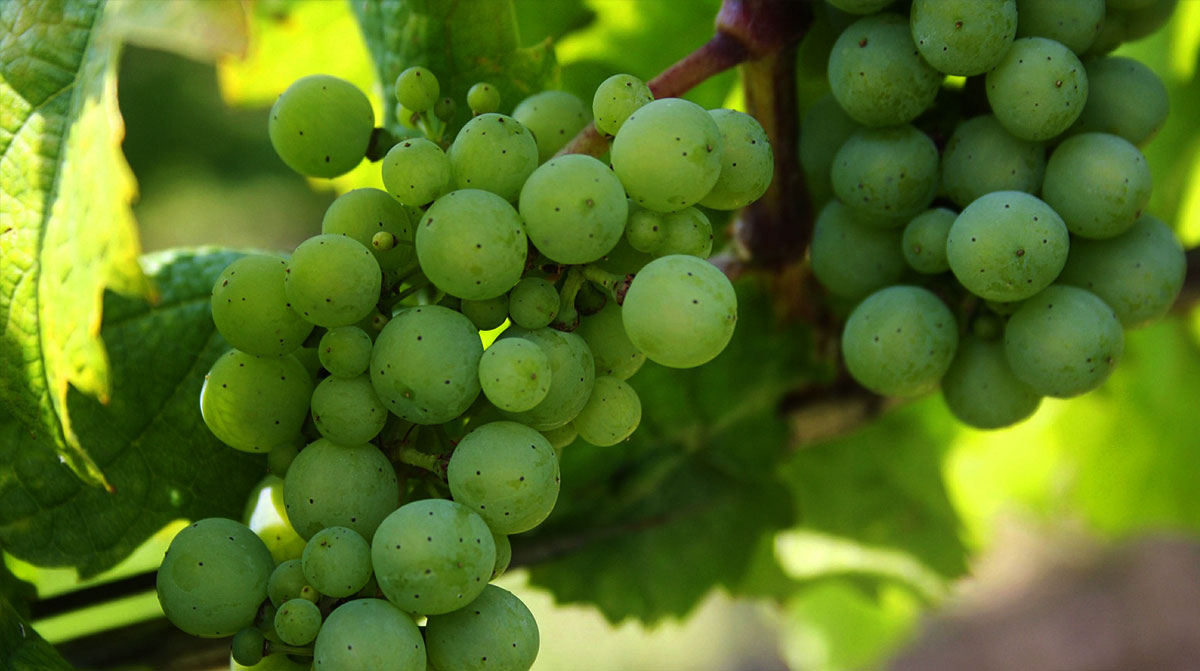 Producing Fruit