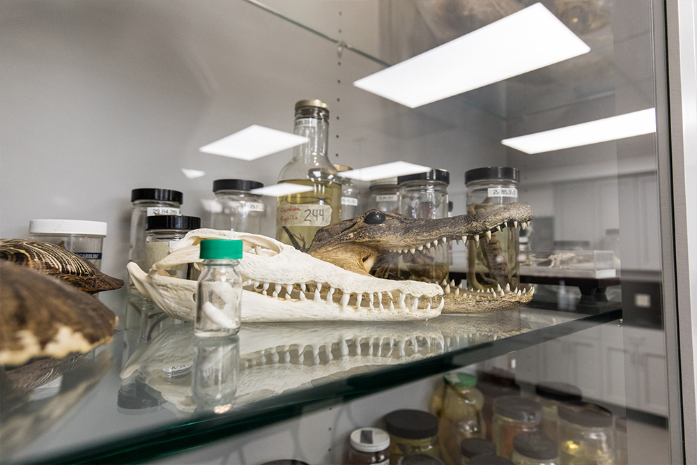 Curiosities abound in the Science labs at Founders Hall.