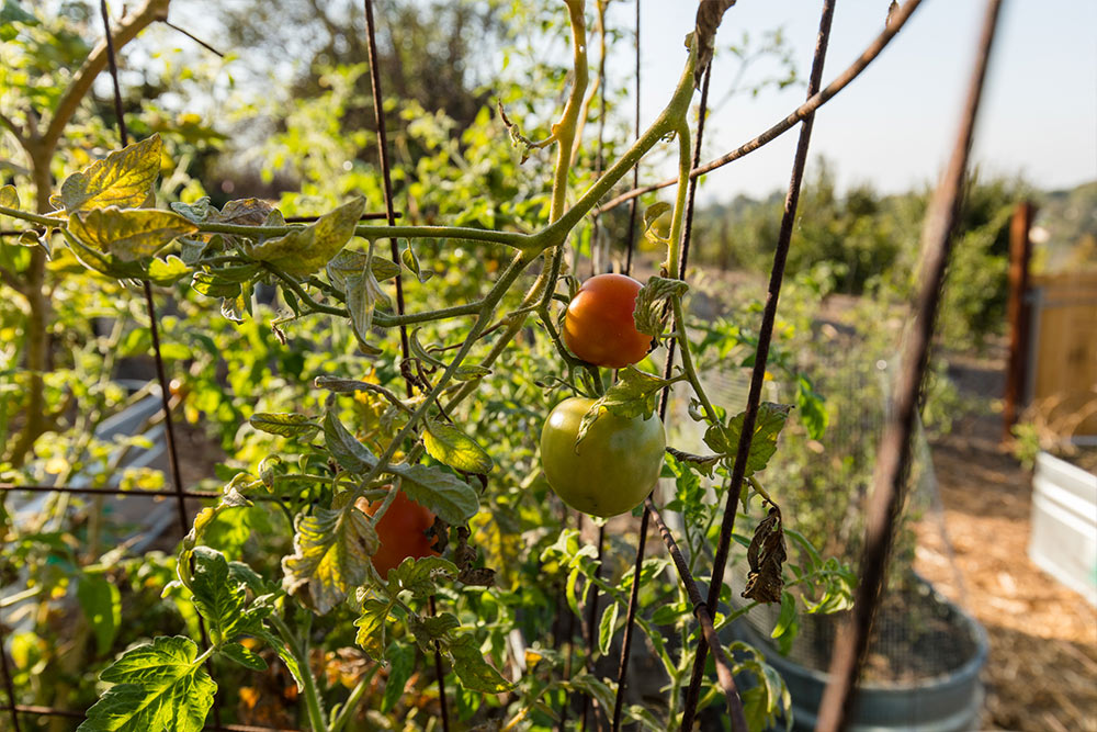 Fresh vegetables are grown in the Heritage Garden and harvested for the students to enjoy.